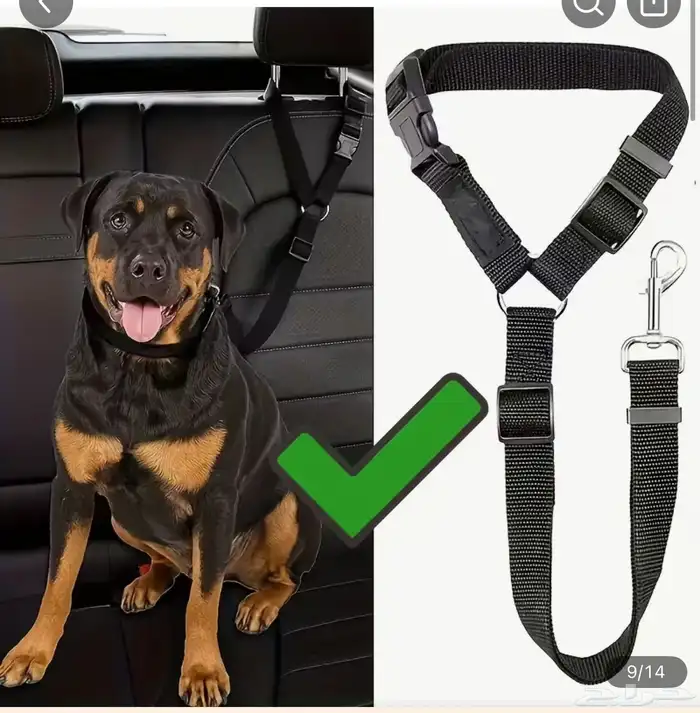 كلب روت ويلر العمر 4 شهور الحجم كبير 12