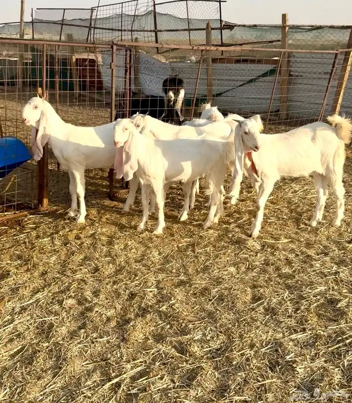 جفار صنف فاخره 0