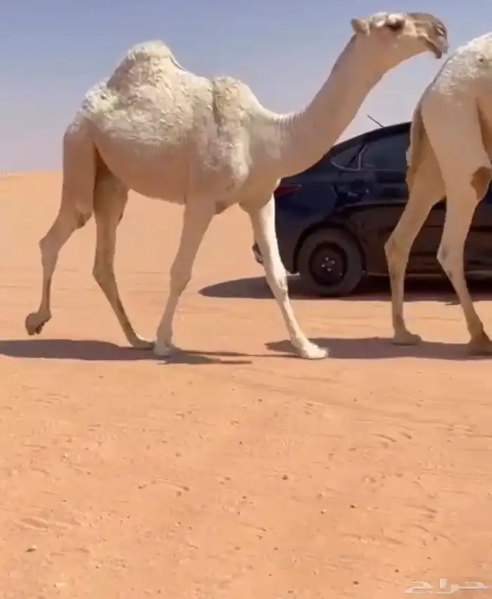 للبيع قعود 1