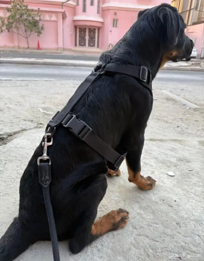 كلب روت ويلر العمر 4 شهور الحجم كبير 0