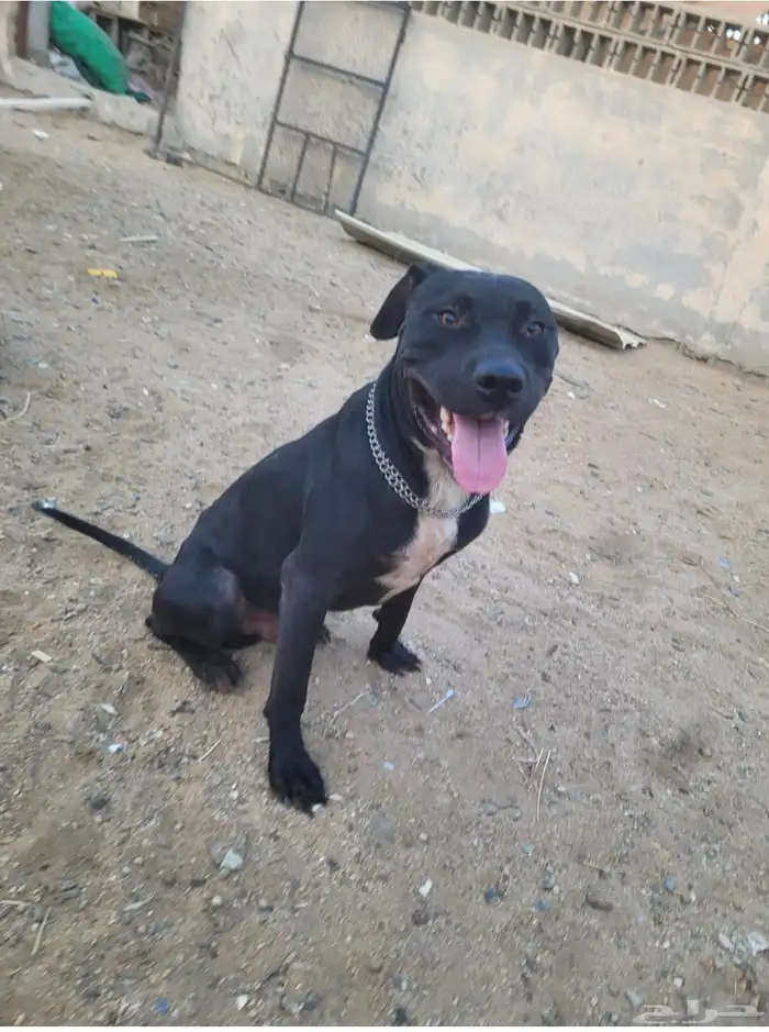 كلب بيتبول للبدل 0