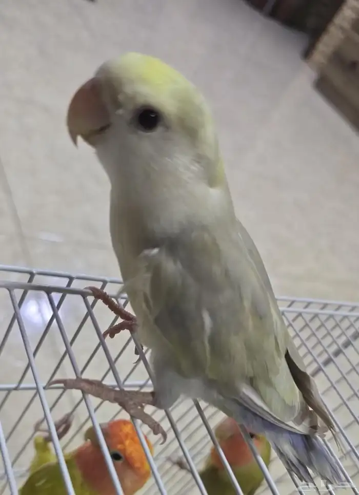 طير روز اليف 0