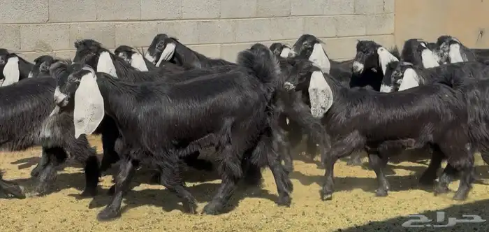 جذعات عوترض صنف فاااخره عرض رقم 3 العدد 18 بالفحل 3