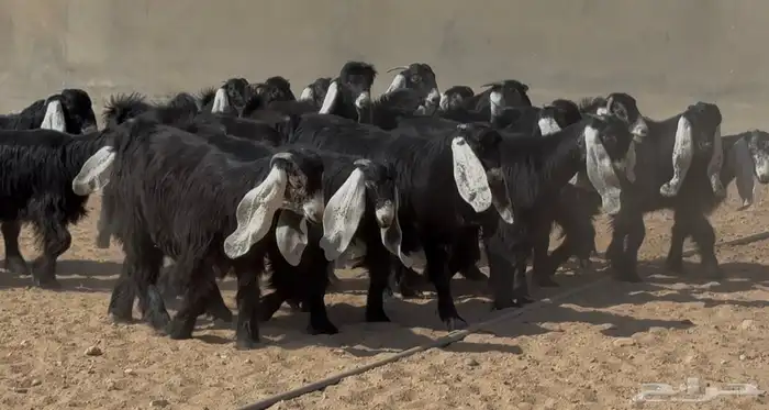 جذعات عوترض صنف فاااخره عرض رقم 3 العدد 18 بالفحل 13