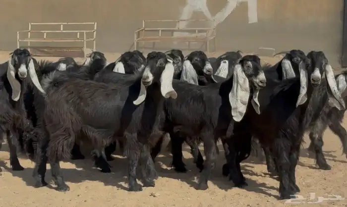 جذعات عوترض صنف فاااخره عرض رقم 3 العدد 18 بالفحل 0