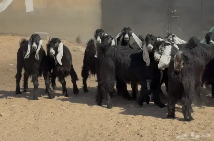 جذعات عوترض صنف فاااخره عرض رقم 3 العدد 18 بالفحل 7