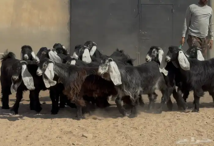 جذعات عوترض صنف فاااخره عرض رقم 3 العدد 18 بالفحل 9