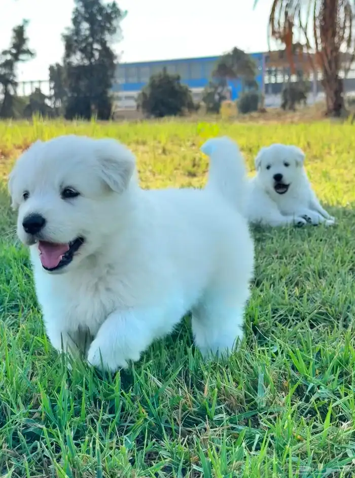 وايت جيرمن _ white German 3