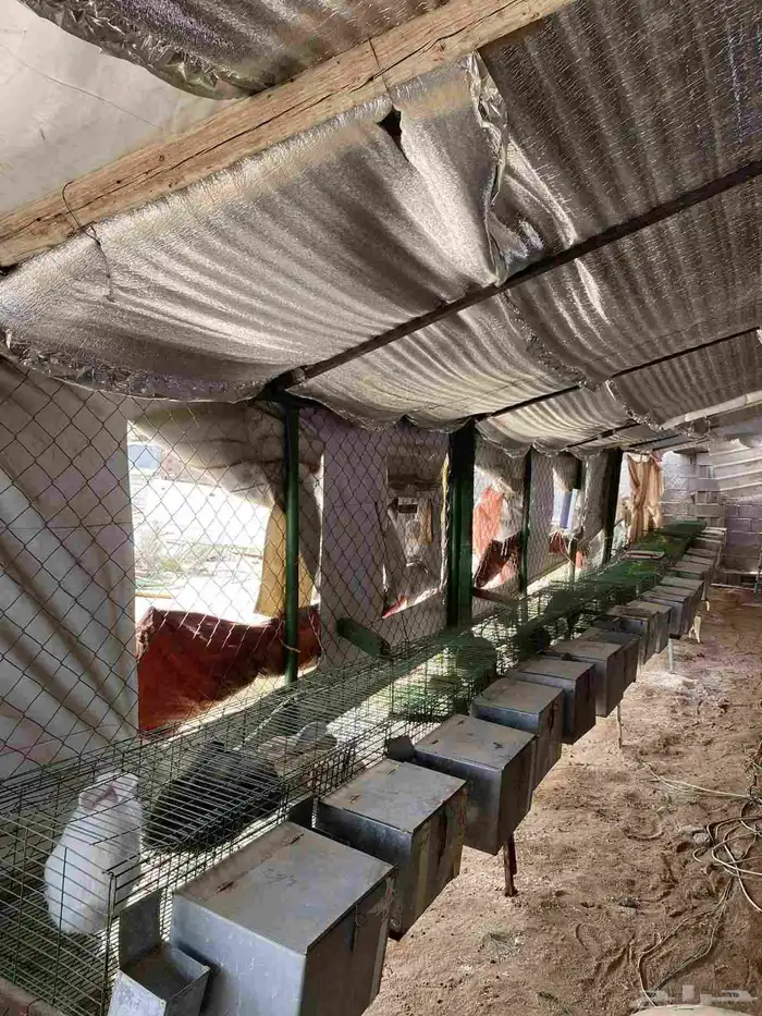 أرانب فلاندر حجم جامبو عملاق العدد مفتوح مع البطاريات 10