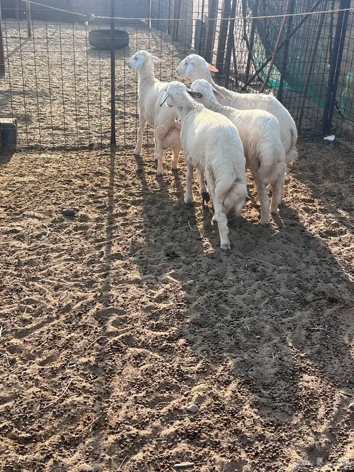 طليان جذعان 12