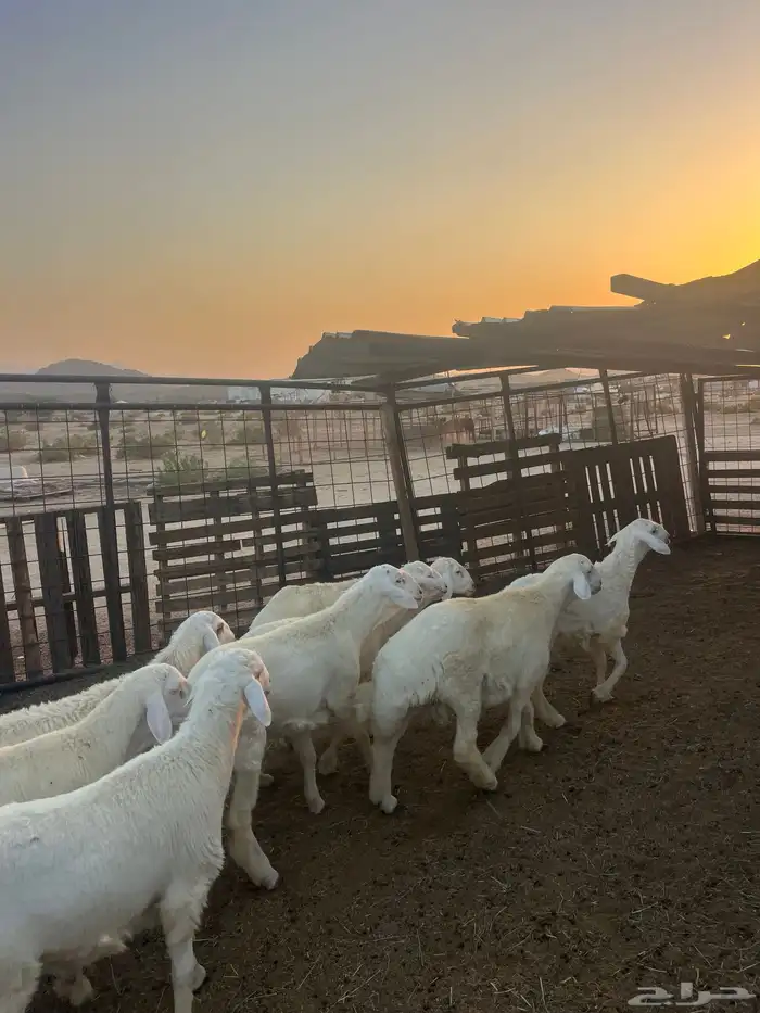 طليان حريه مع الذبح وتوصيل207تقيم إيجابي ولله الحمد 5