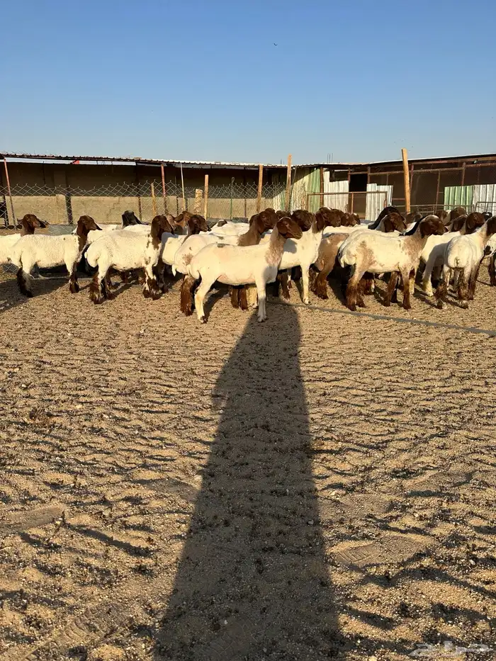 جذعات انعيم طيبه اللبييع 0