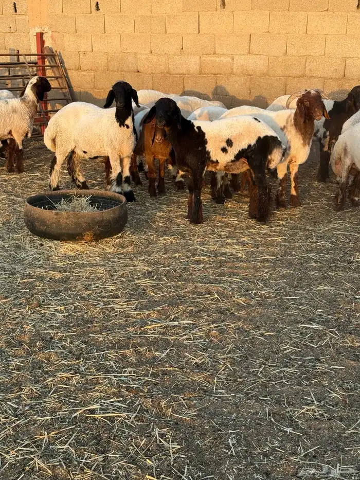 جذعات نعيم 6