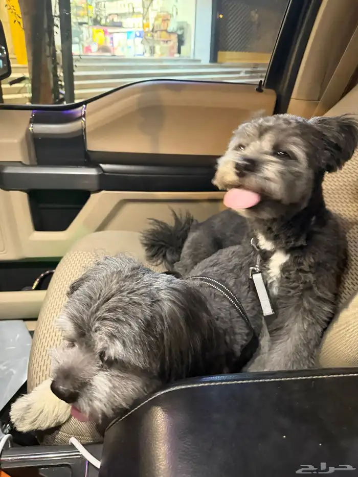 كلب مالتيز اسود ذكر وأنثى 0