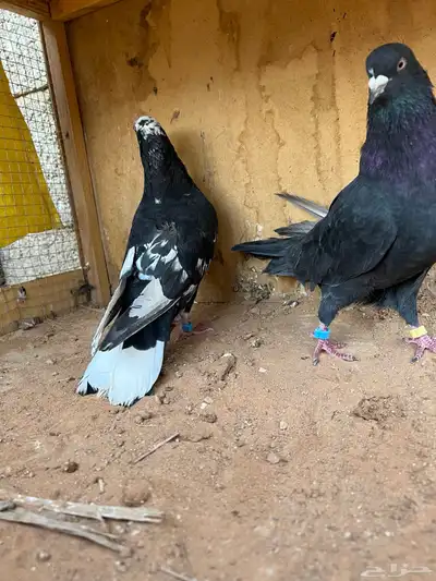 حمام قطيفي index