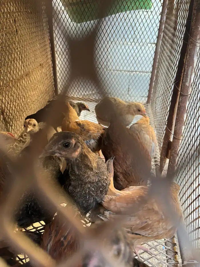 صيصان بلدي العدد 19 5