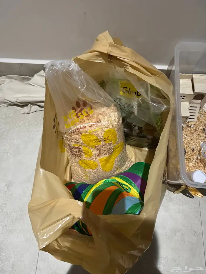 هامستر ونتر وايت النادر للبيع 5