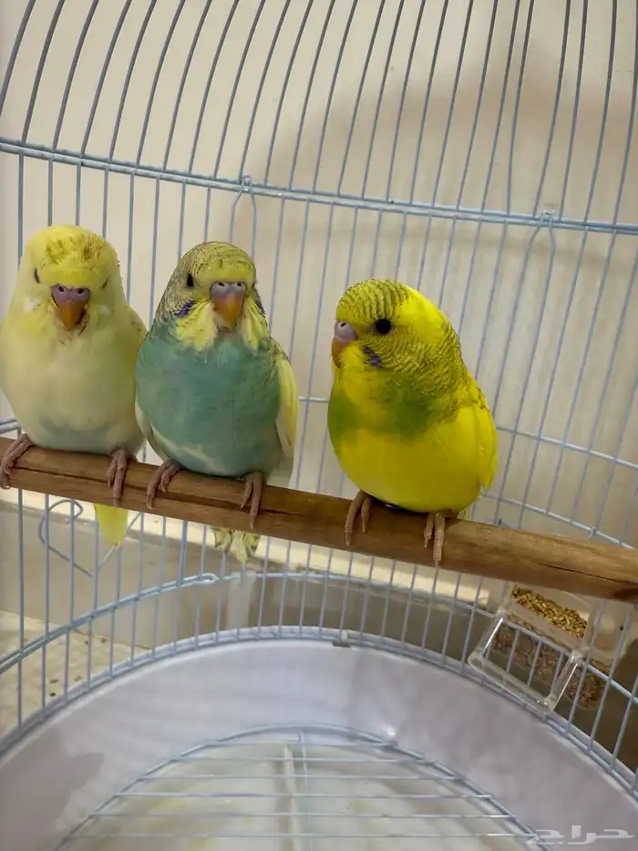 طيور بادجي 0