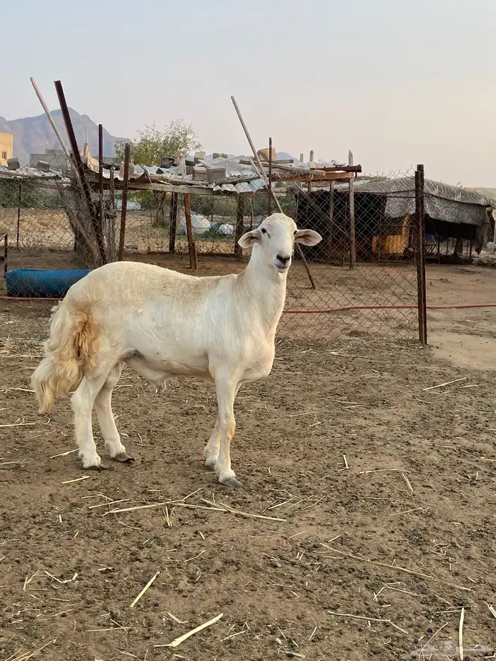 فحل حري جذع العمر تقريب ا حدود 6 شهور ال 7 3