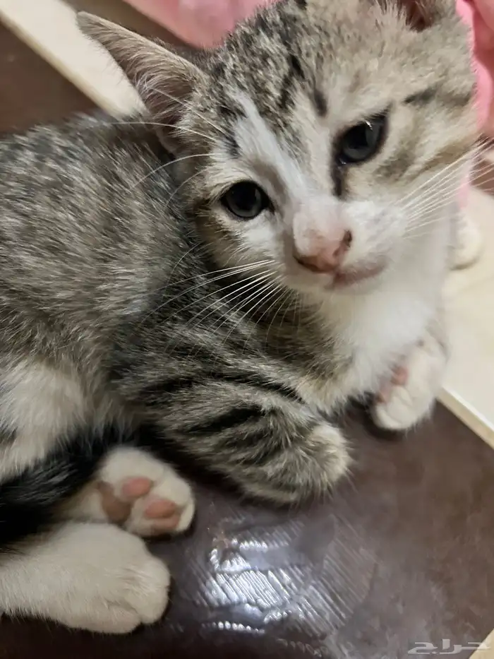 قط صغير لتبني لمن يخاف الله فيه 2