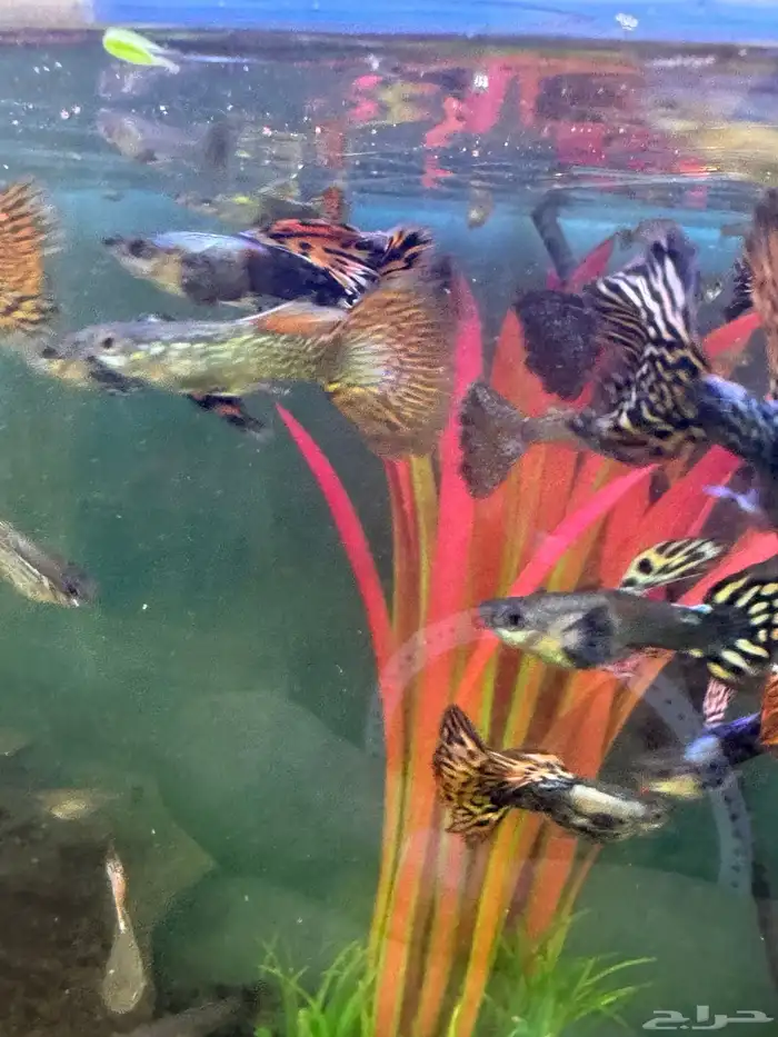 سمك زينة جوبي نوادر 1