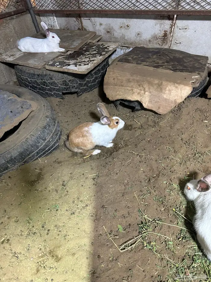 ارانب بلدي ذكور العدد4 2