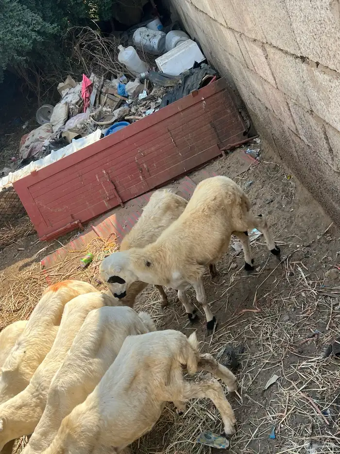 كباشي بلدي 3