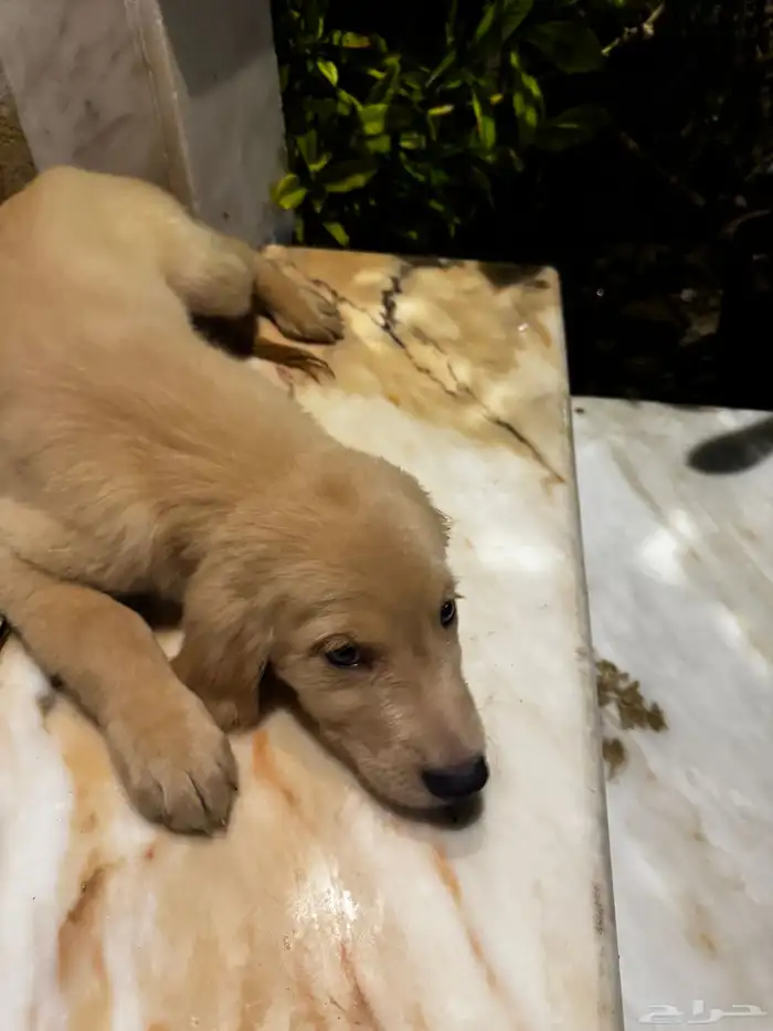 pure golden retriever 13