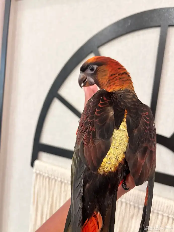 لوري دوسكي الليف حمامه هدد نشبه نهاية غر 0