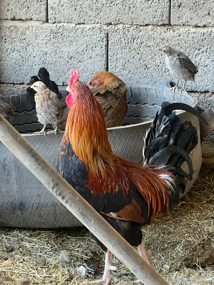 دجاج بلدي سليم شرط على مسولتي 1