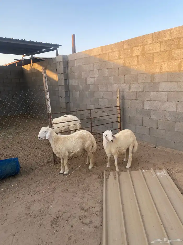 خروفين فلل الفلل اعمارها تقريبا حول سته اشهور تزيد تنقص 1