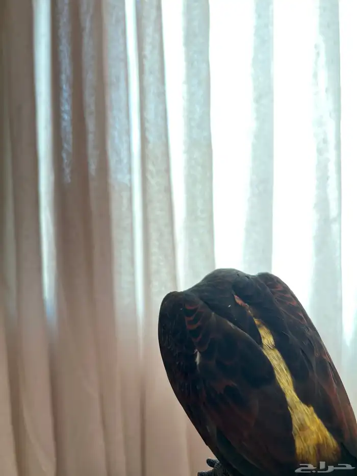 لوري دوسكي الليف حمامه هدد نشبه نهاية غر 4