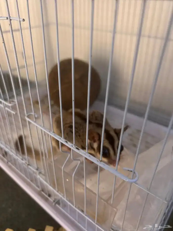 سنجاب طائر 1