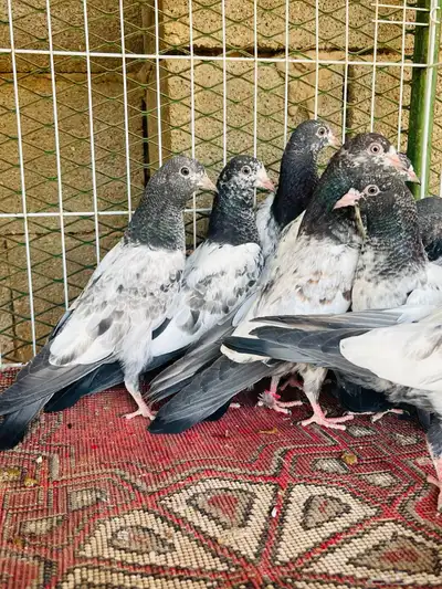 طبات تيدي فواخر index