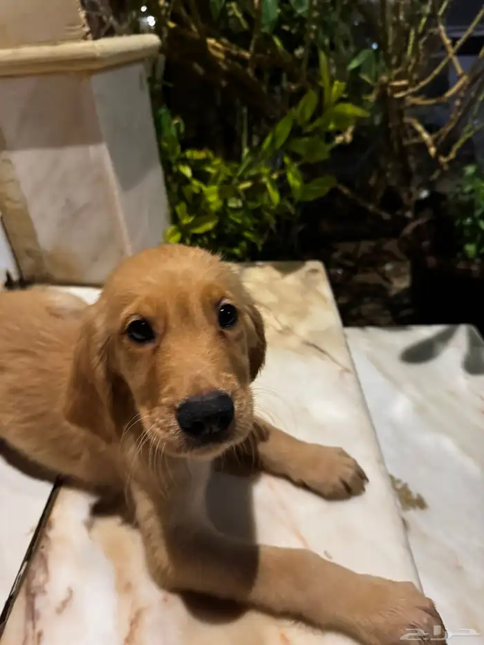 pure golden retriever 15