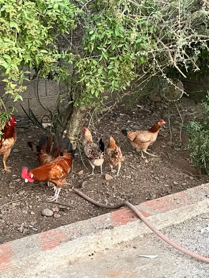 دجاج بلدي 11