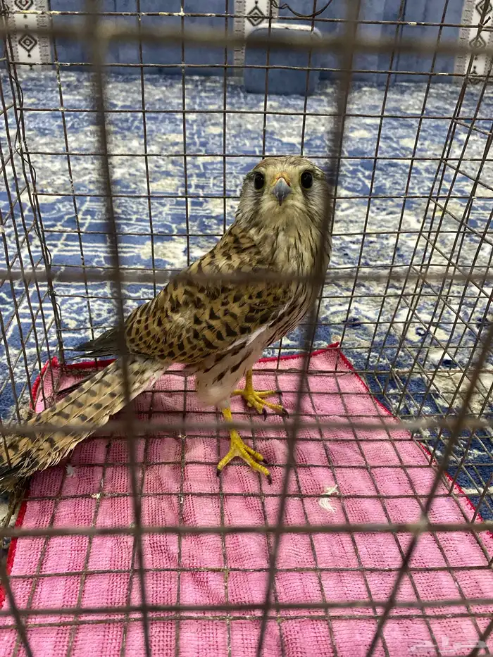 باشق للبدل 0