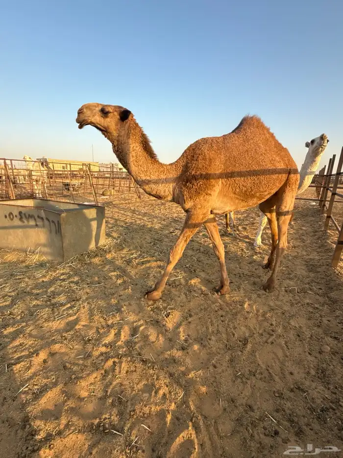 قعود باتلي كفو بالحيل للبيع 3