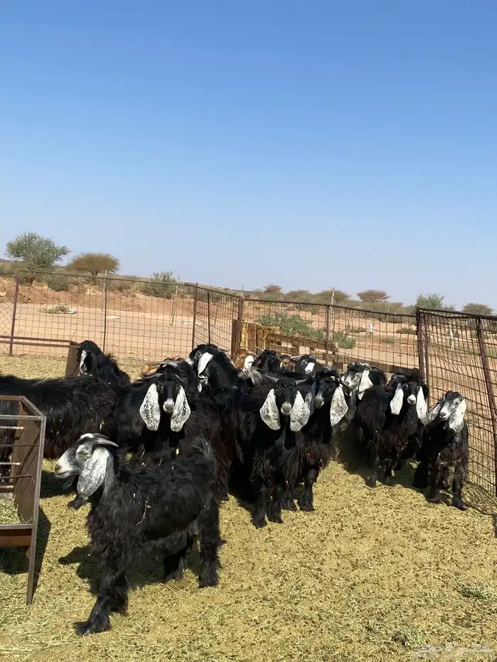 تيوس طيبات 1