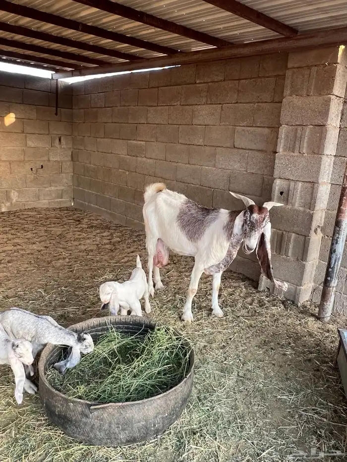 عنز هولدينه يتبعها 3 تيوس 2