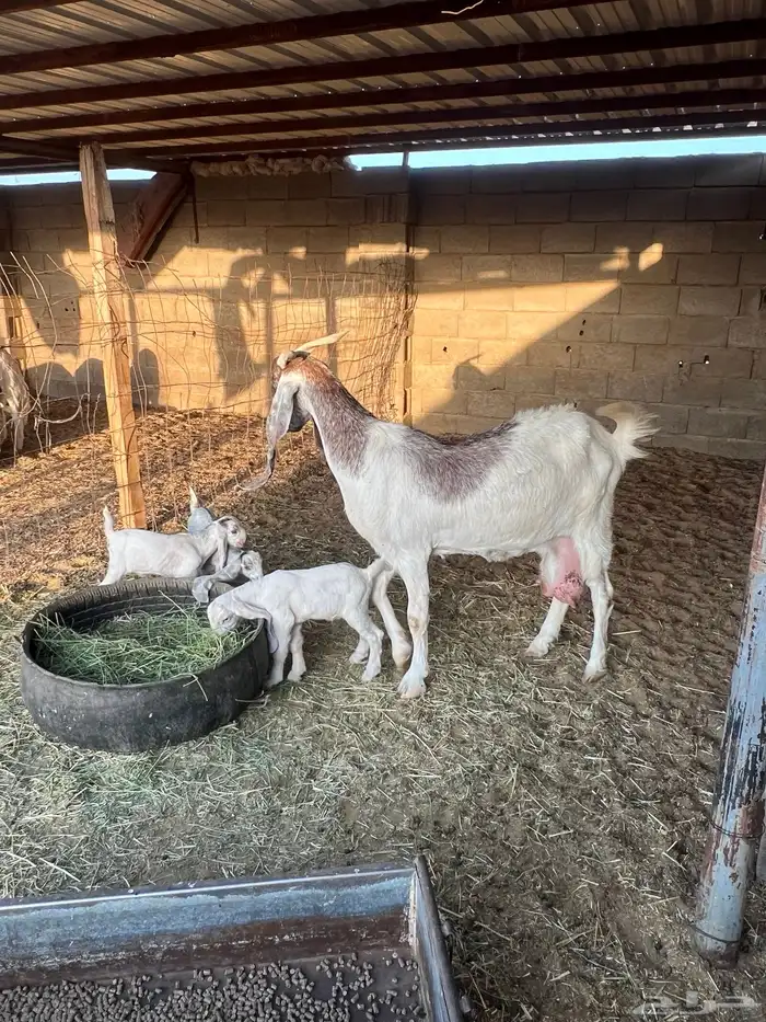 عنز هولدينه يتبعها 3 تيوس 3