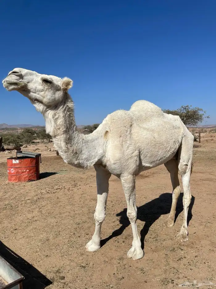 ناقه عفراء للبيع ضروبه مفرده حاشي 6