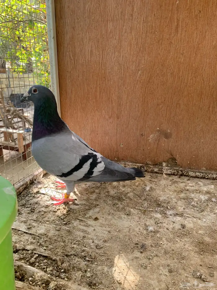 زاجل سباق كويتي 2