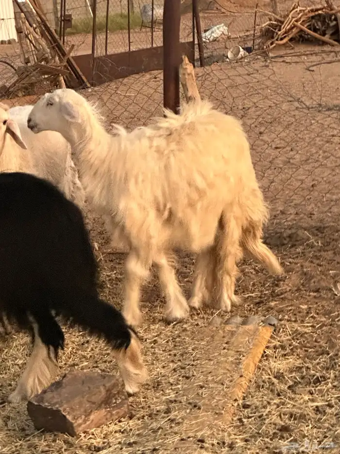 طلي فحل شرط من كل العذاريب بذن الله (تم البيع ) 2