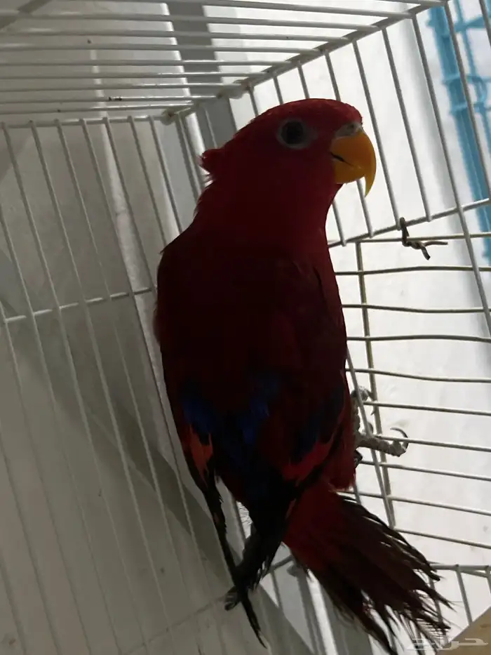 نوادر A انثى لوري شاترنج انثى لوري رد 3