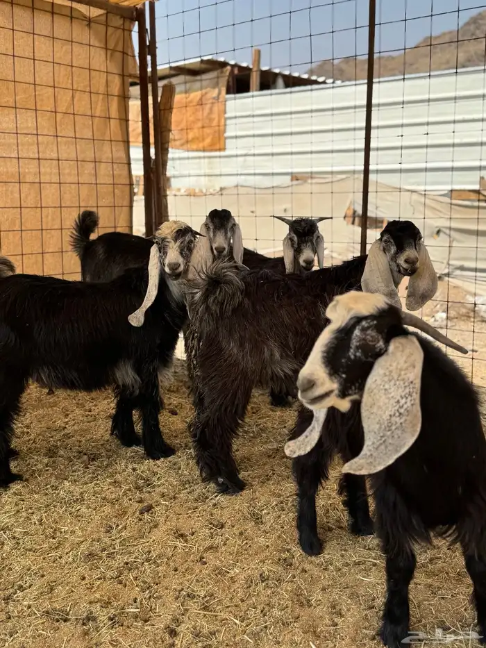 ذبائح مع خدمة السلخ والتوصيل 12