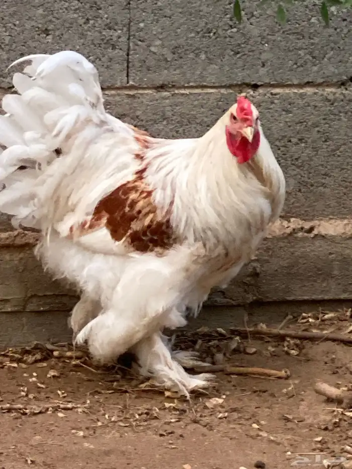 ديك براهما للبيع 4