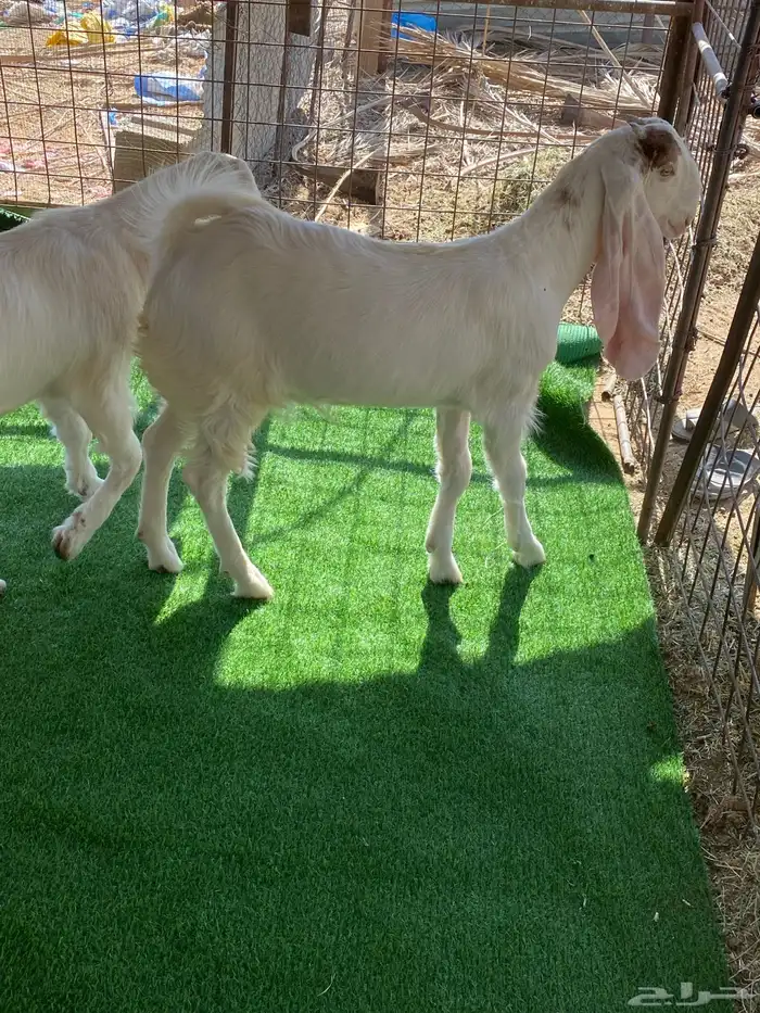 جفرات مشاريك صنف 4