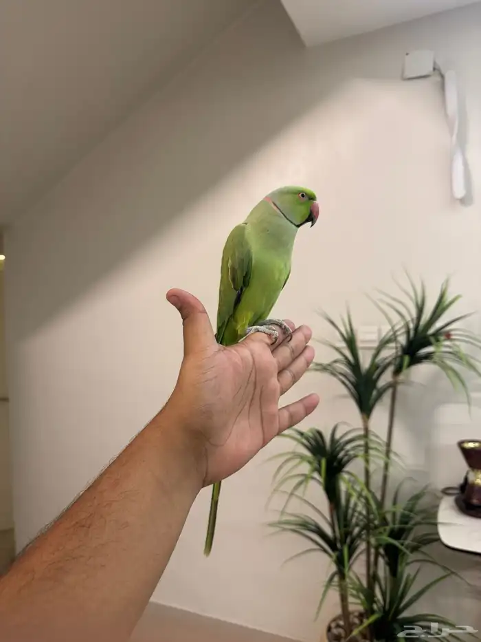 ذكر دره هندي اليف حمامه متكلم فوق عشر كلمات تم البيع 2