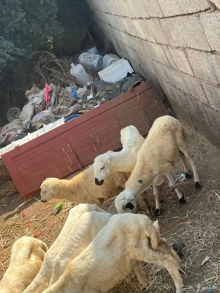 كباشي بلدي 1